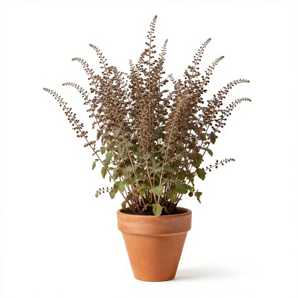 Nutgrass isolated on a white background