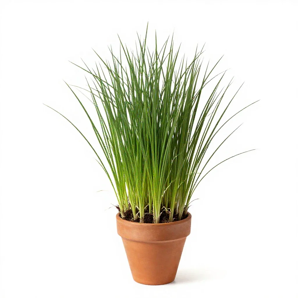 Panic grass isolated on a white background