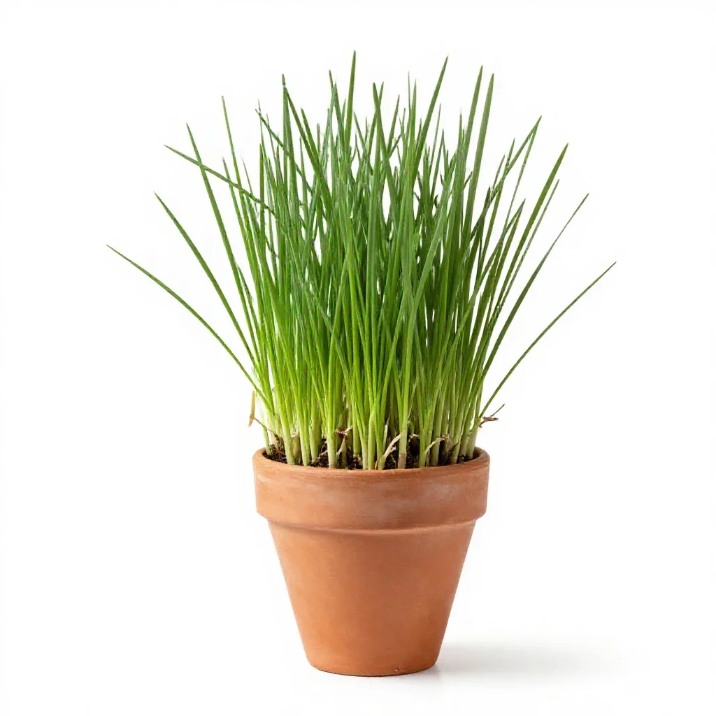Perennial ryegrass isolated on a white background