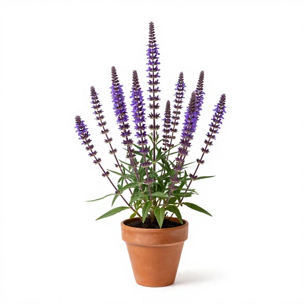 Purple loosestrife isolated on a white background