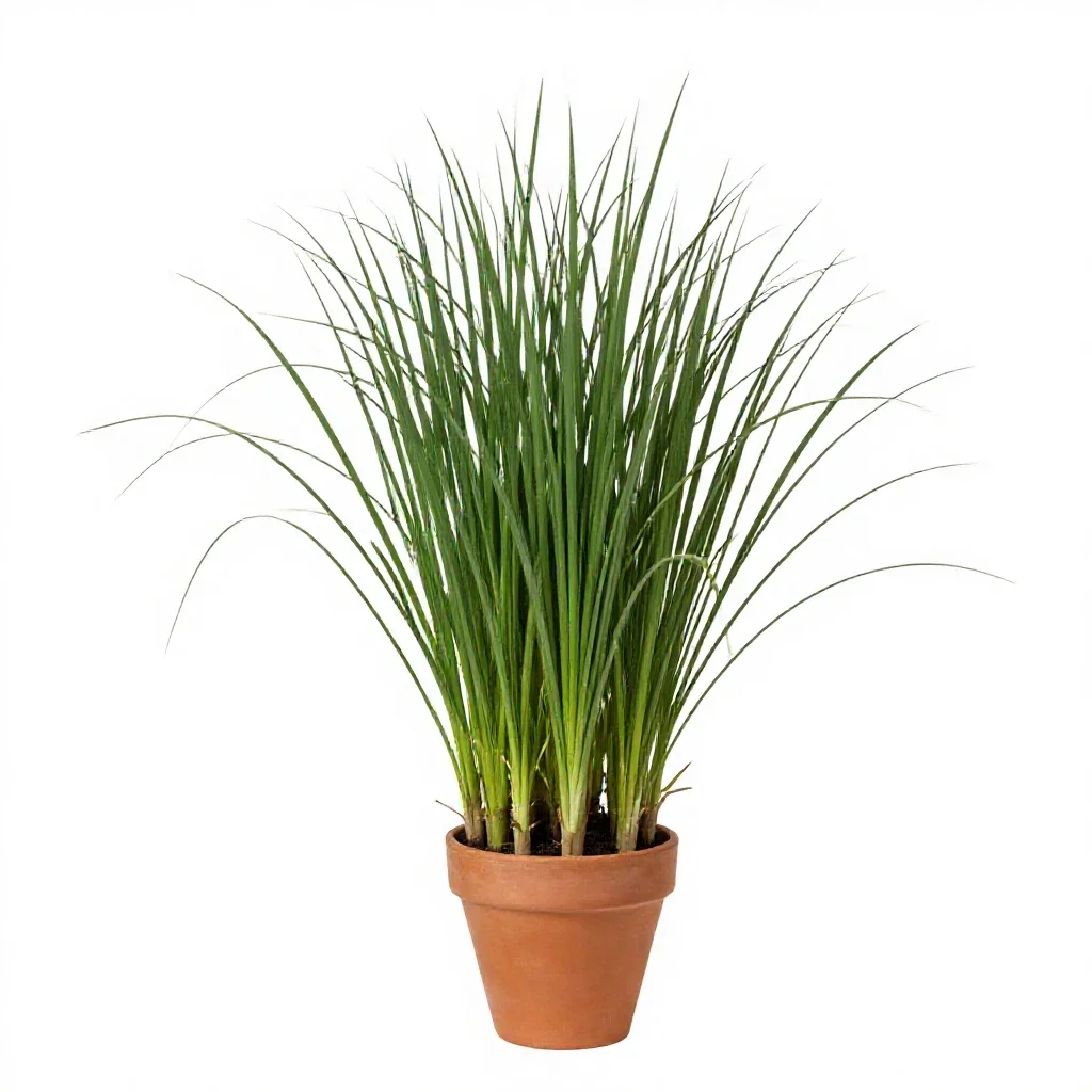 Reed canary grass isolated on a white background