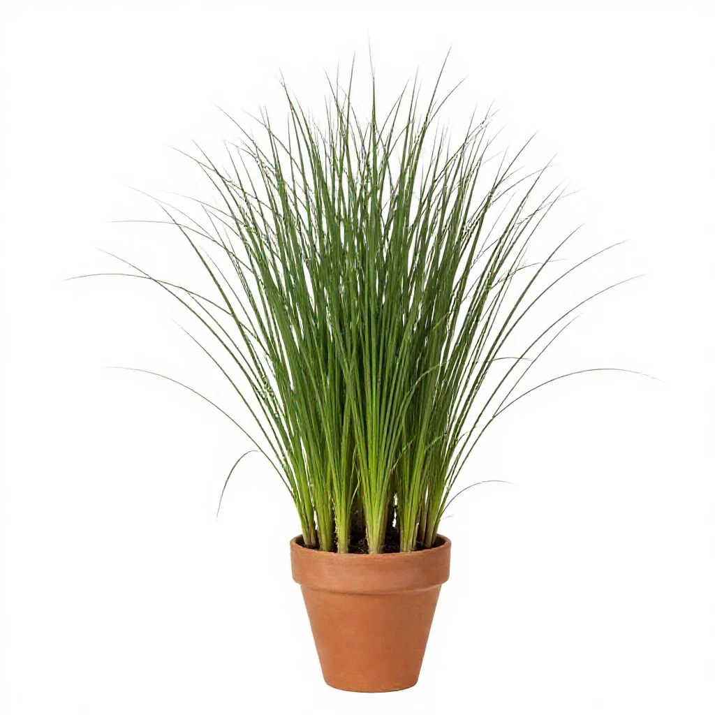 Reed meadow grass isolated on a white background