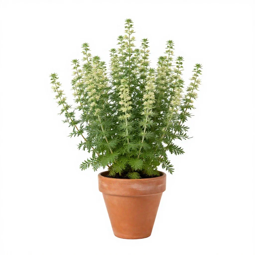 Reseda isolated on a white background