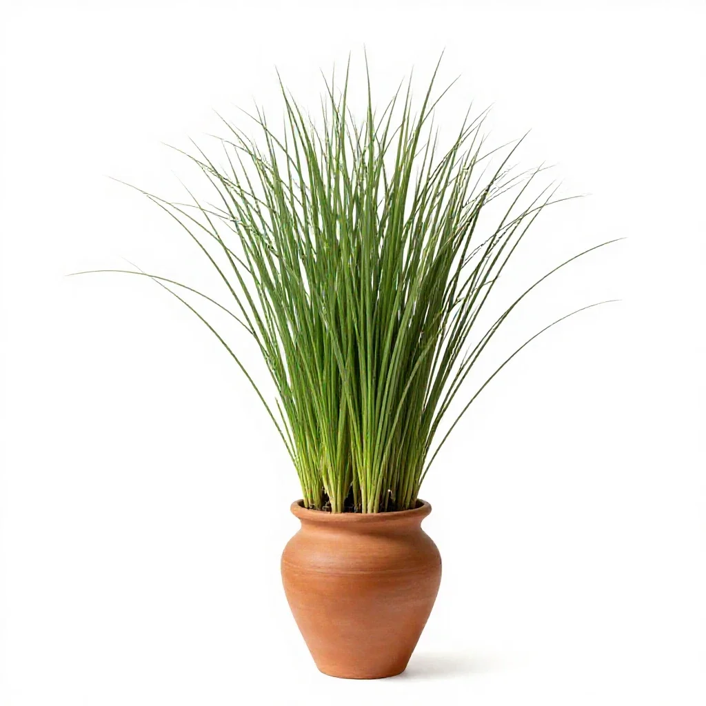 Ricegrass isolated on a white background