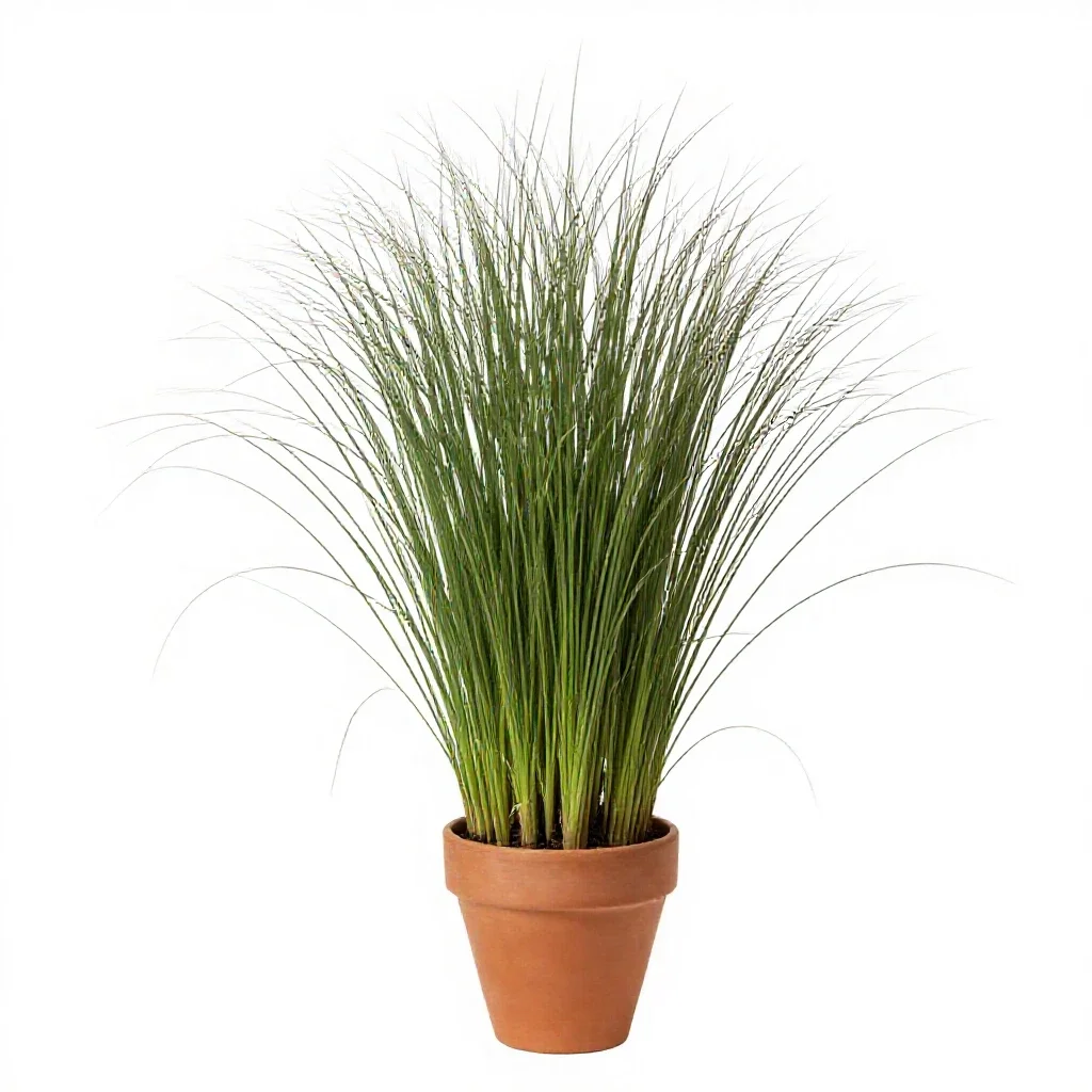 Rush grass isolated on a white background