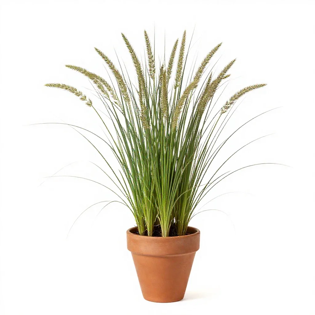 Sand dropseed isolated on a white background