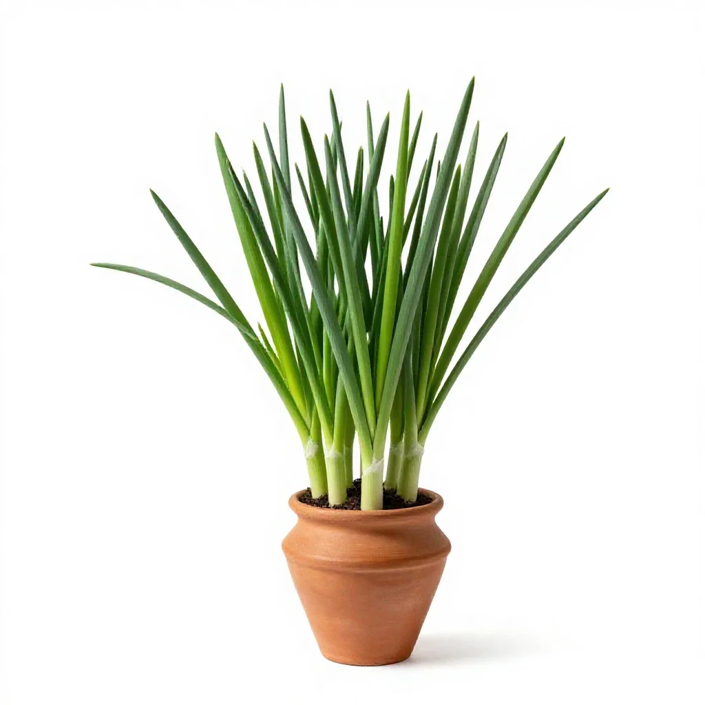 Sand leek isolated on a white background