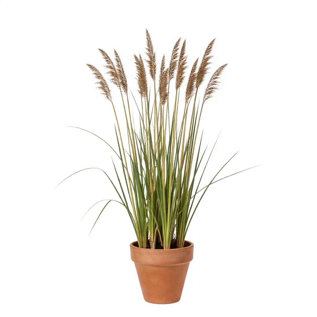 Sand sedge isolated on a white background