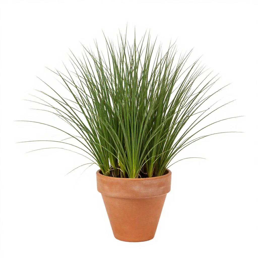 Sea lyme grass isolated on a white background