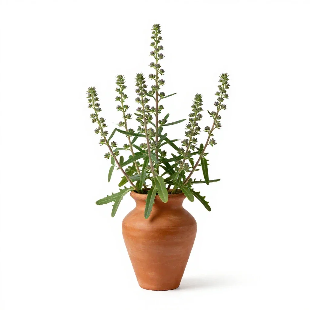 Sea milkwort isolated on a white background