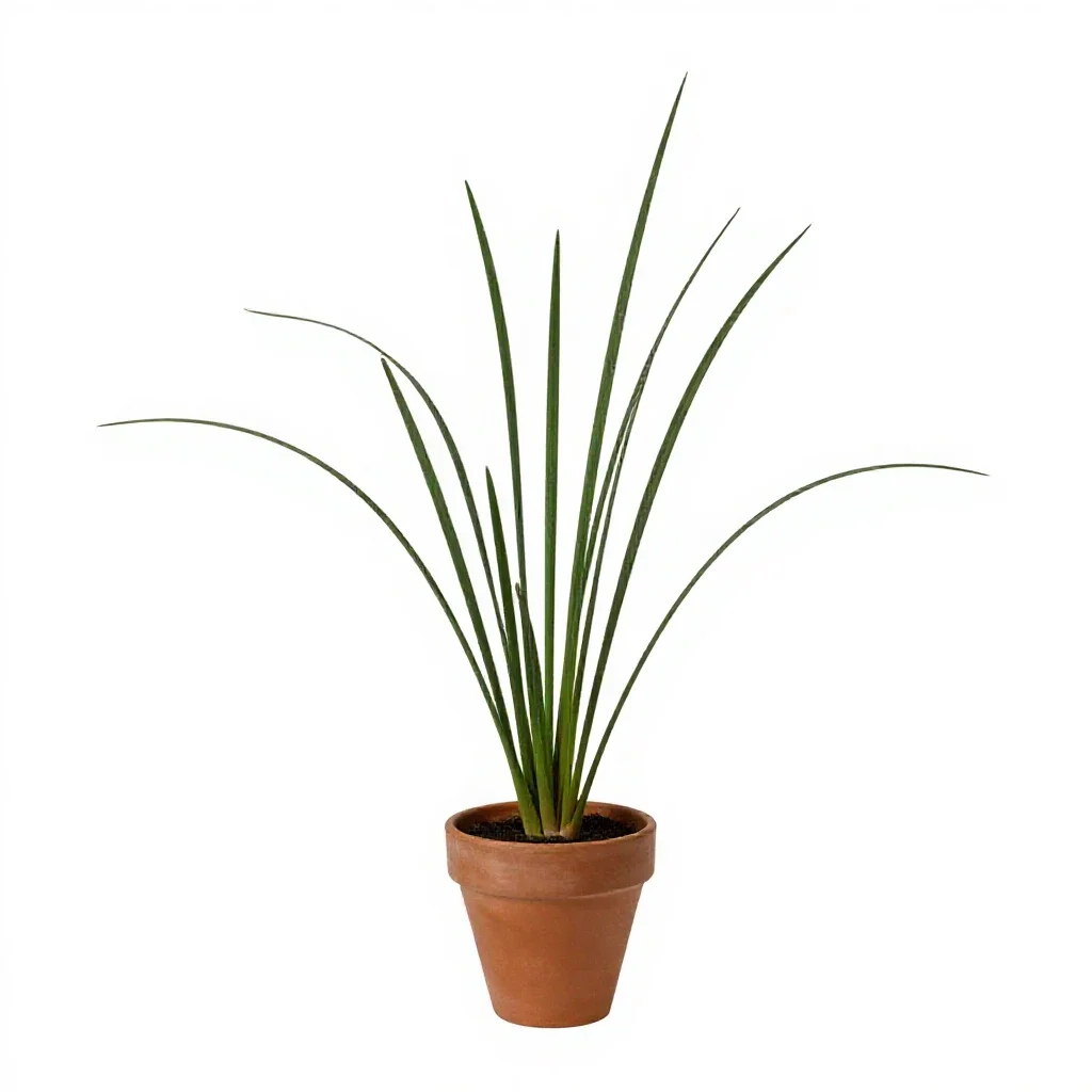Sedge isolated on a white background