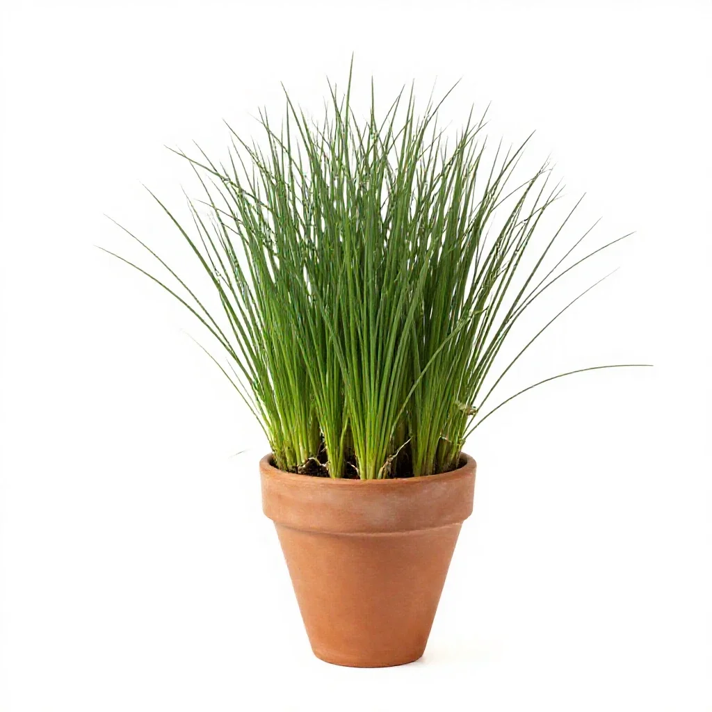 Sheep fescue isolated on a white background