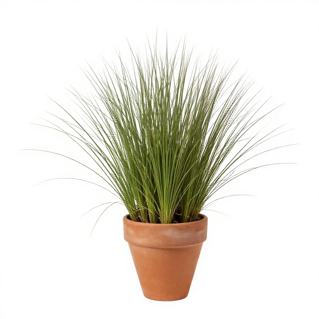 Shortgrass isolated on a white background