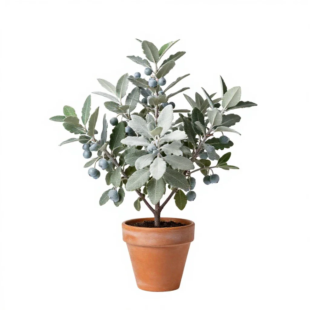Silverberry isolated on a white background