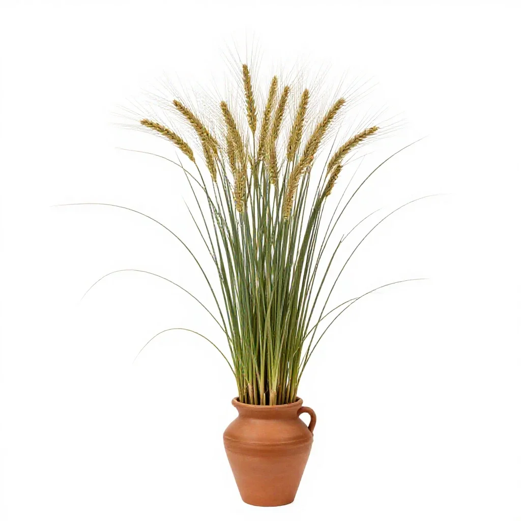 Slender wheatgrass isolated on a white background