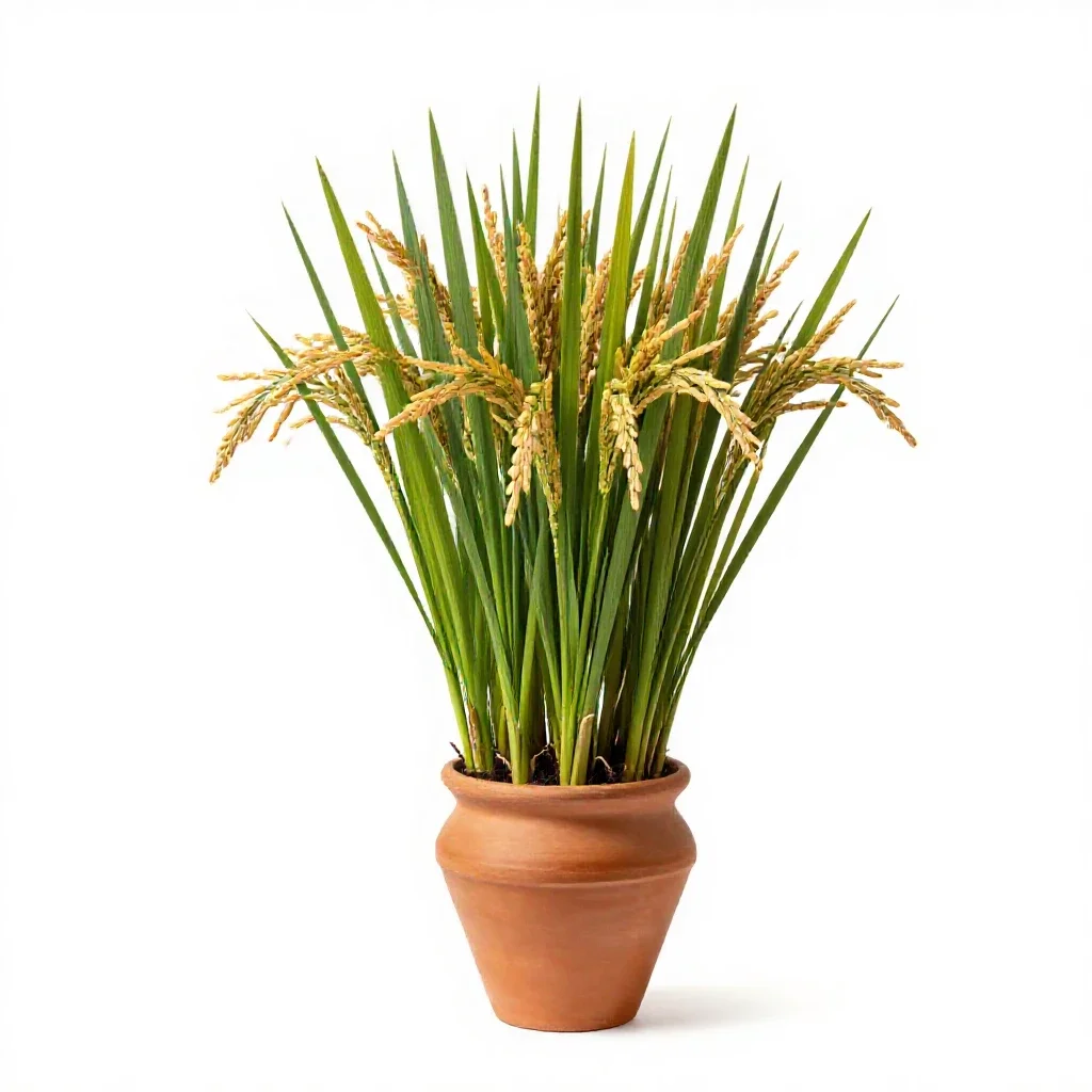 Smilo isolated on a white background