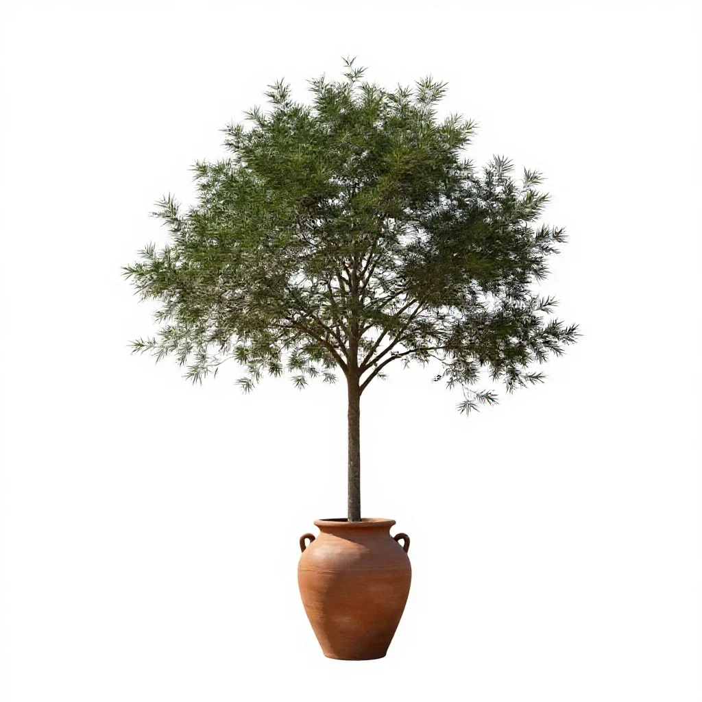 Smoke tree isolated on a white background
