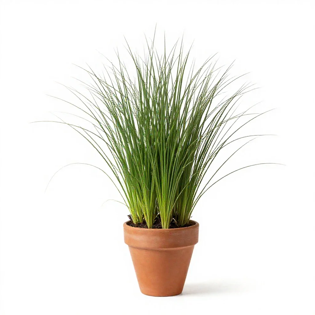 Smut grass isolated on a white background