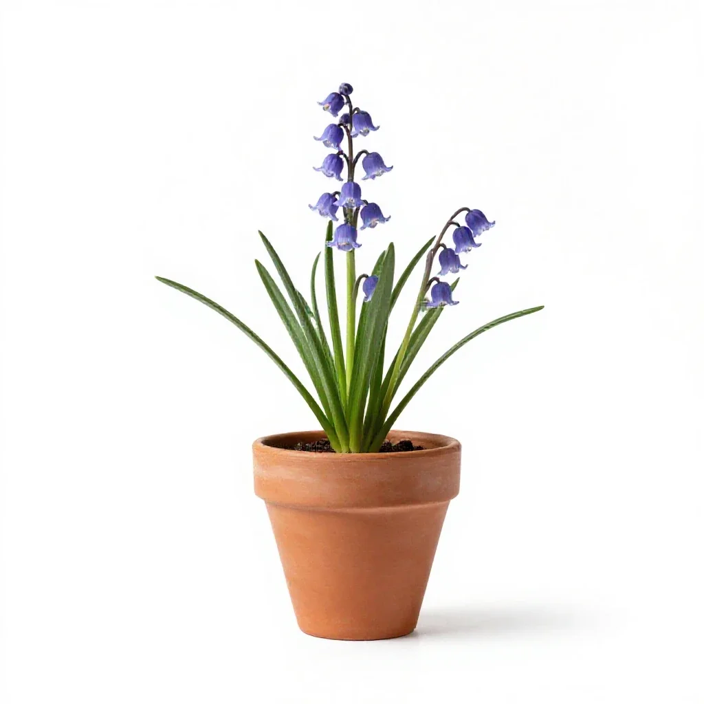 Southern harebell isolated on a white background