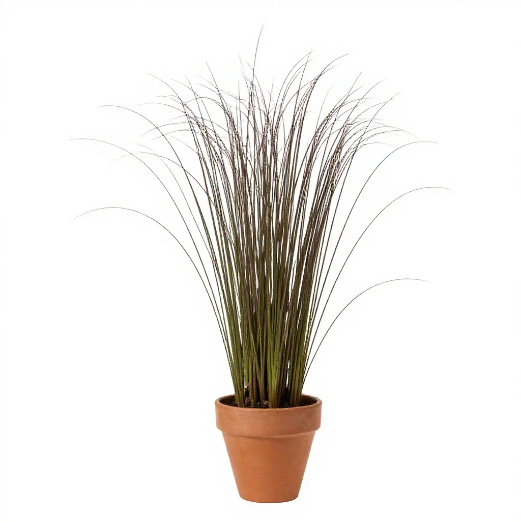 Spike rush isolated on a white background