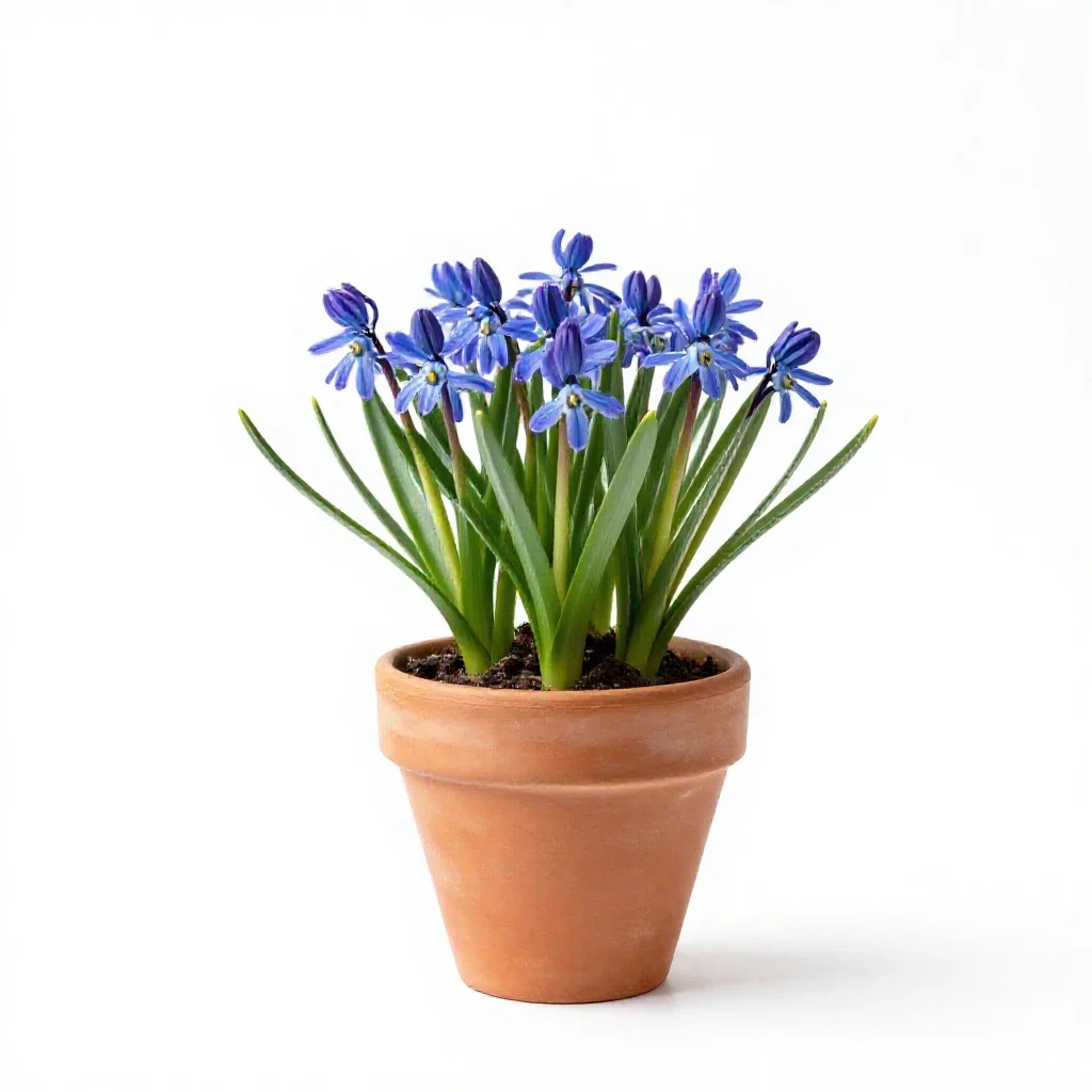 Spring squill isolated on a white background