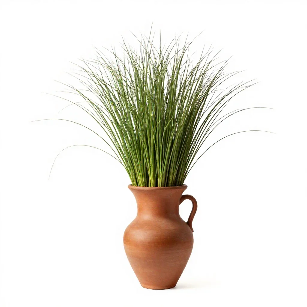 Squaw grass isolated on a white background