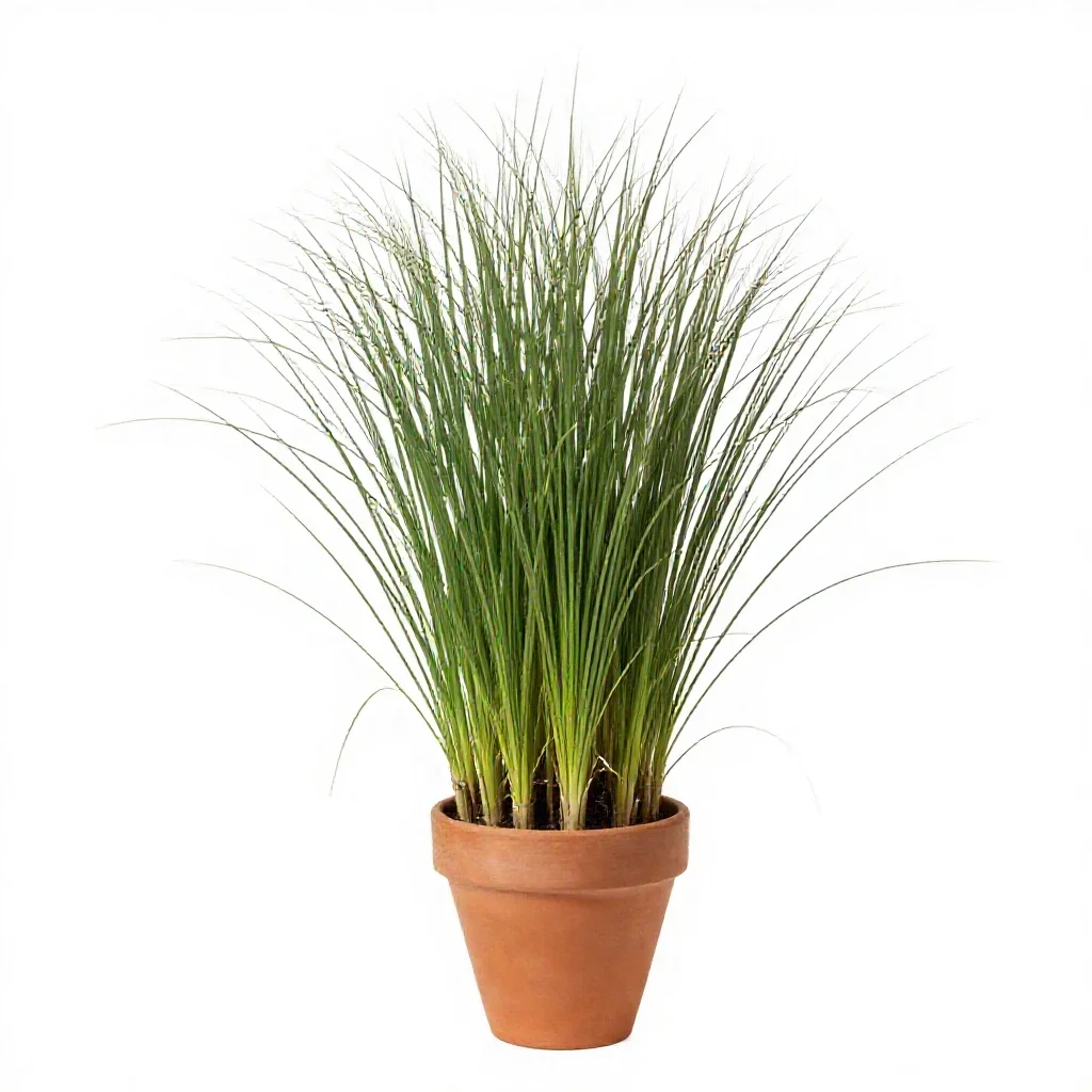 Switch grass isolated on a white background
