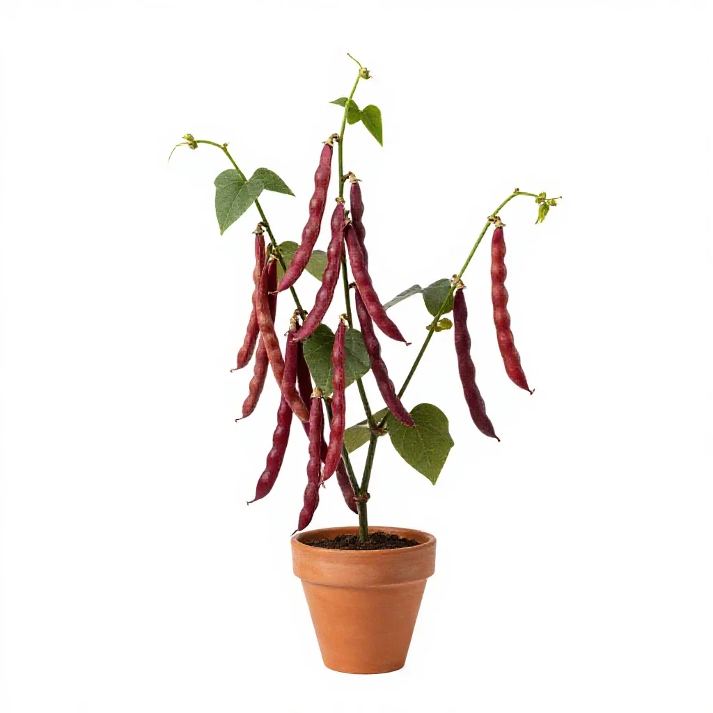 Sword bean isolated on a white background