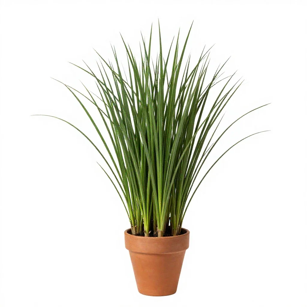 Sword grass isolated on a white background