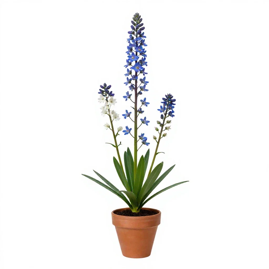 Tall bellflower isolated on a white background