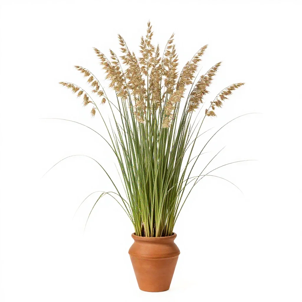 Tall oat grass isolated on a white background