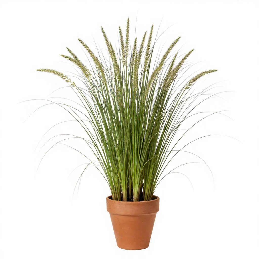 Tallgrass isolated on a white background