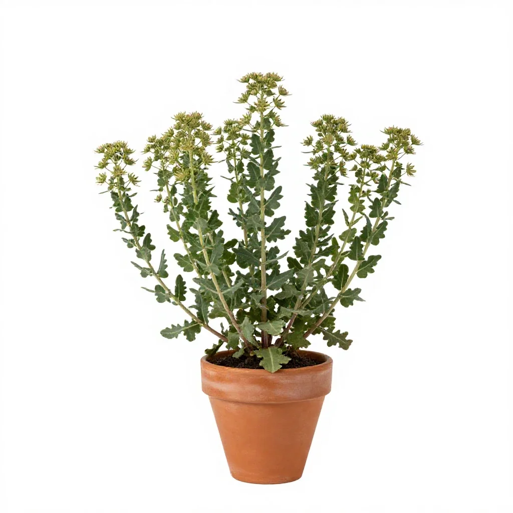 Tarweed isolated on a white background
