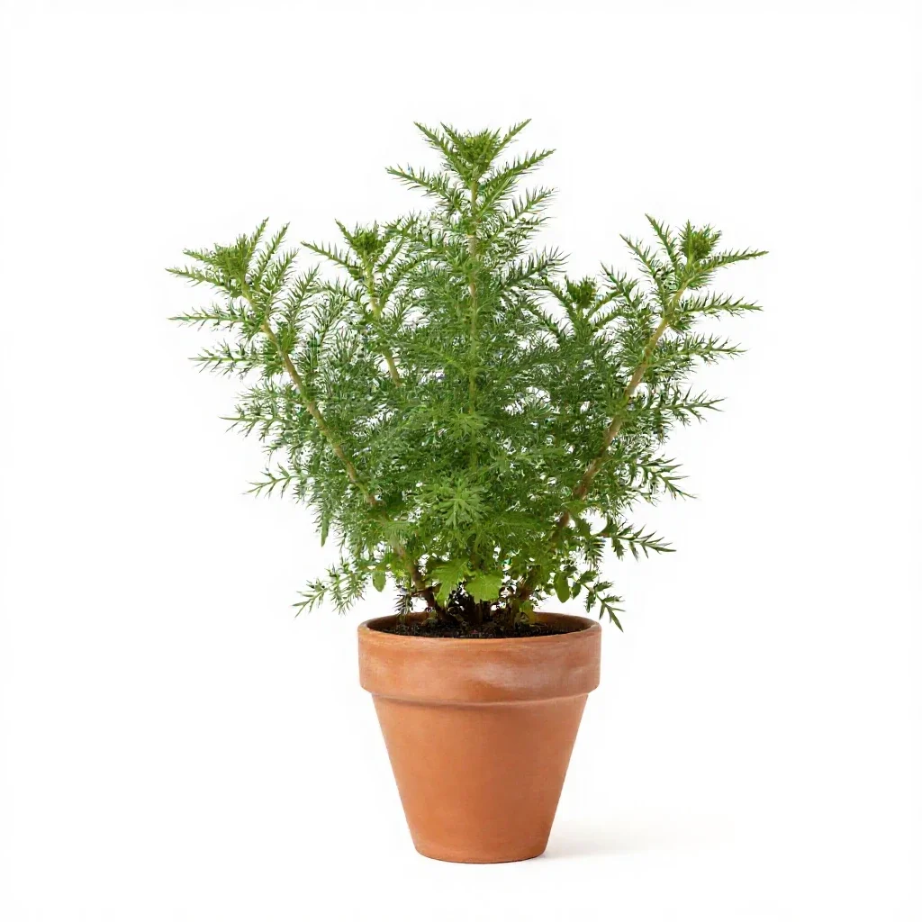 Threadleaf groundsel isolated on a white background