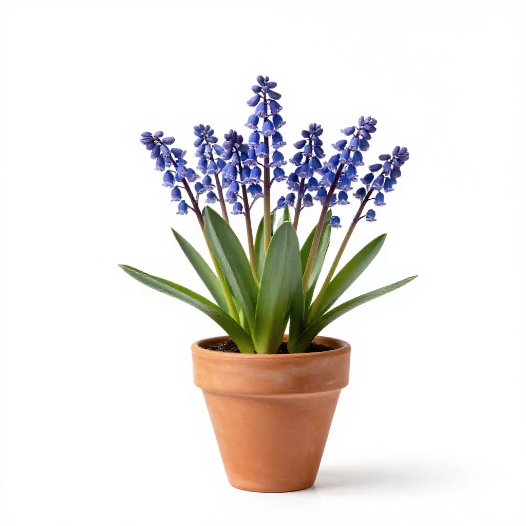 Throatwort isolated on a white background