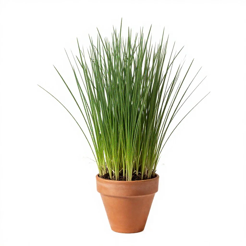Timothy isolated on a white background