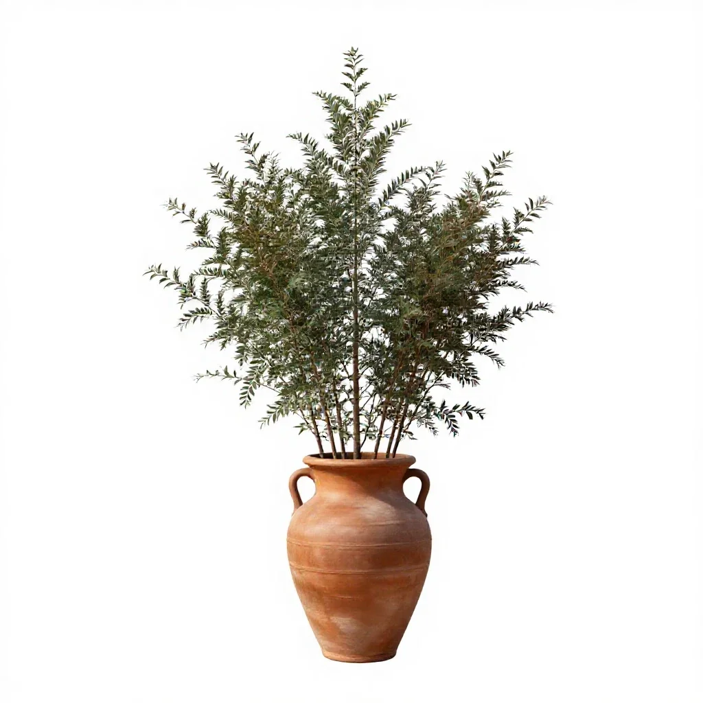 Tree heath isolated on a white background