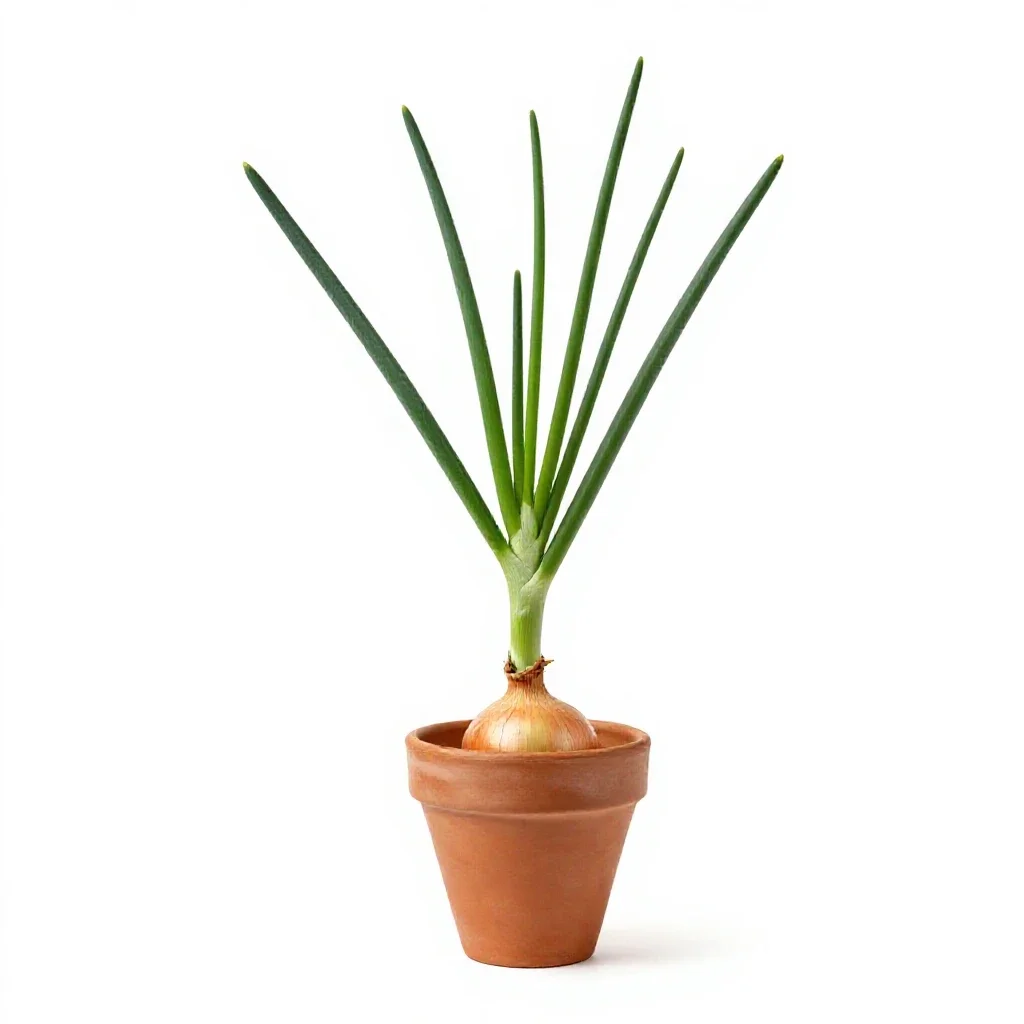 Tree onion isolated on a white background