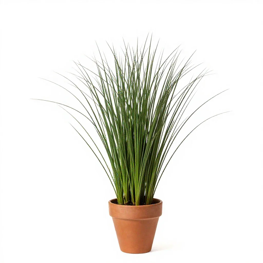 Velvet bent isolated on a white background
