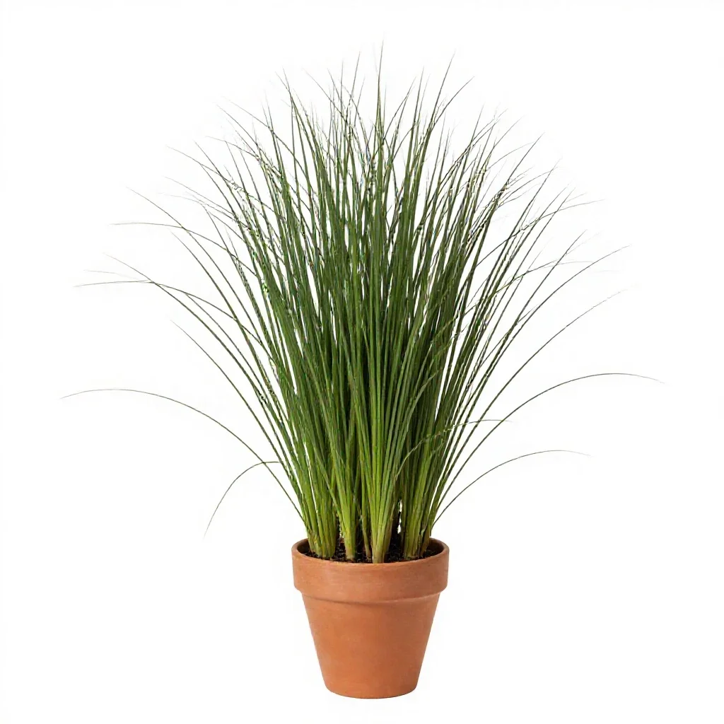 Velvet grass isolated on a white background