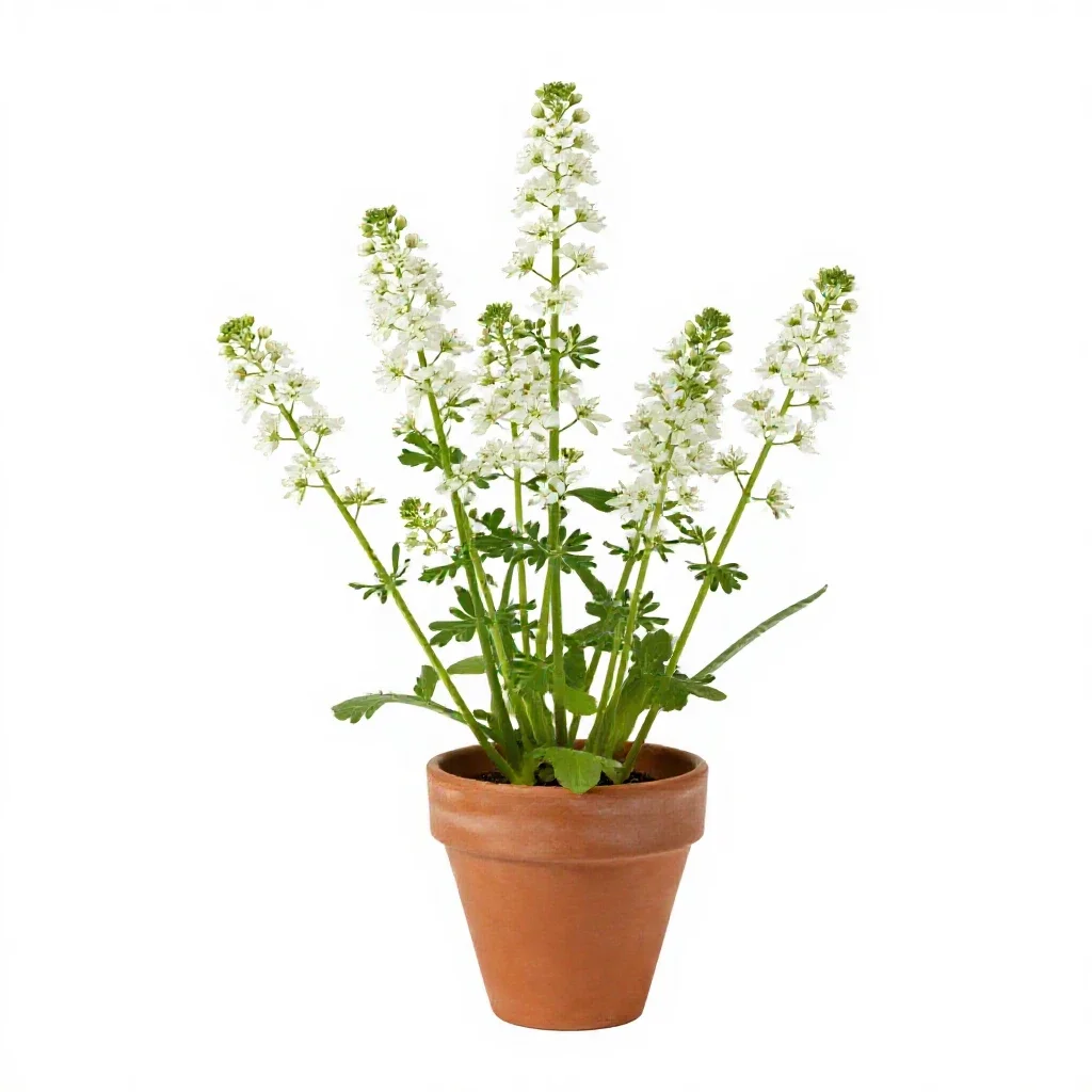 Water pimpernel isolated on a white background