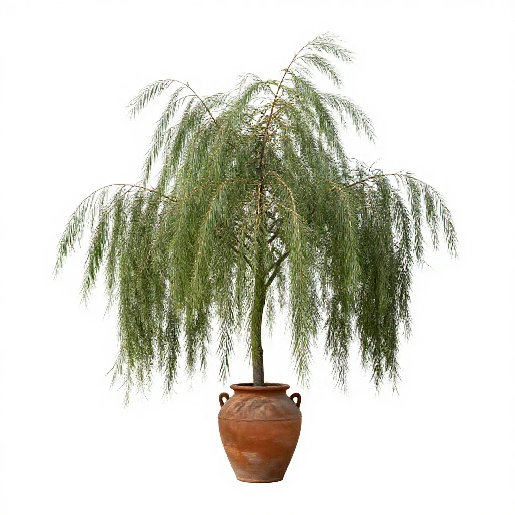 Weeping tree broom isolated on a white background