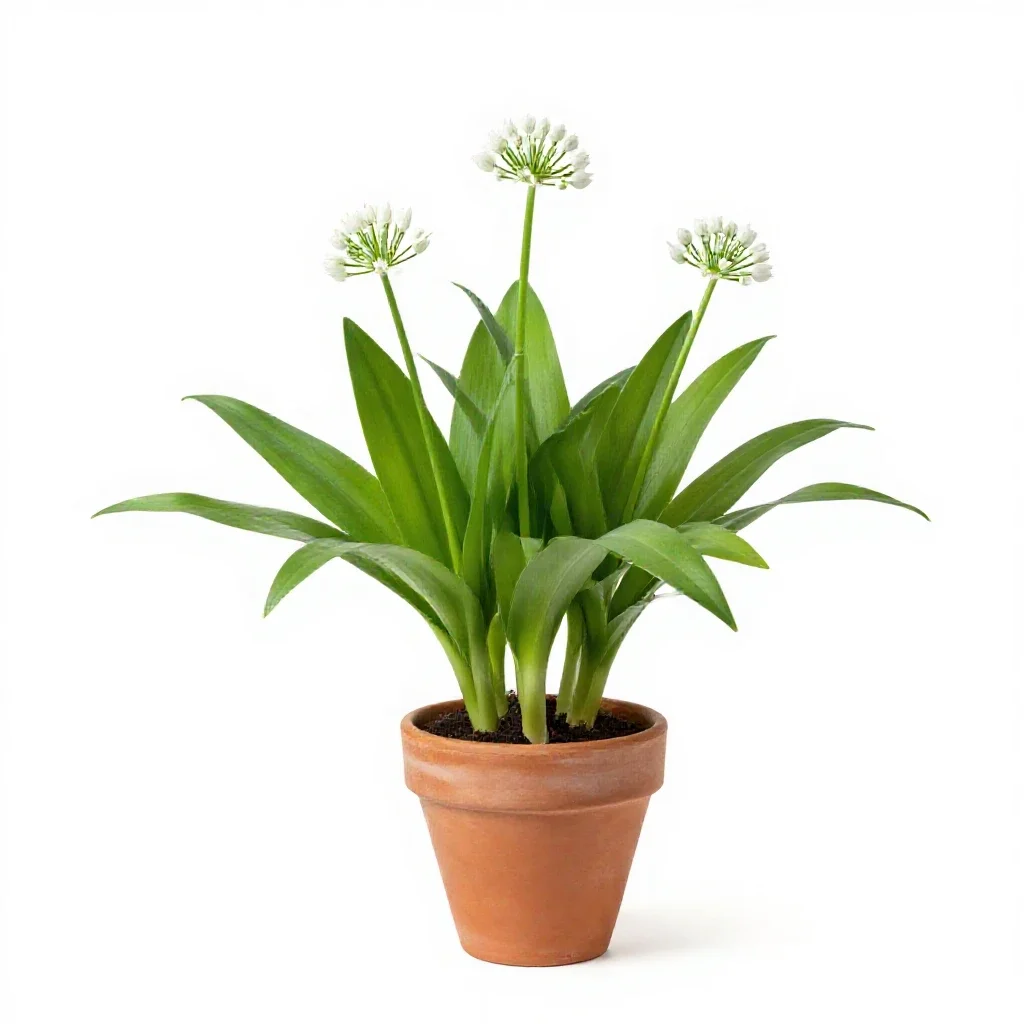 Wild garlic isolated on a white background