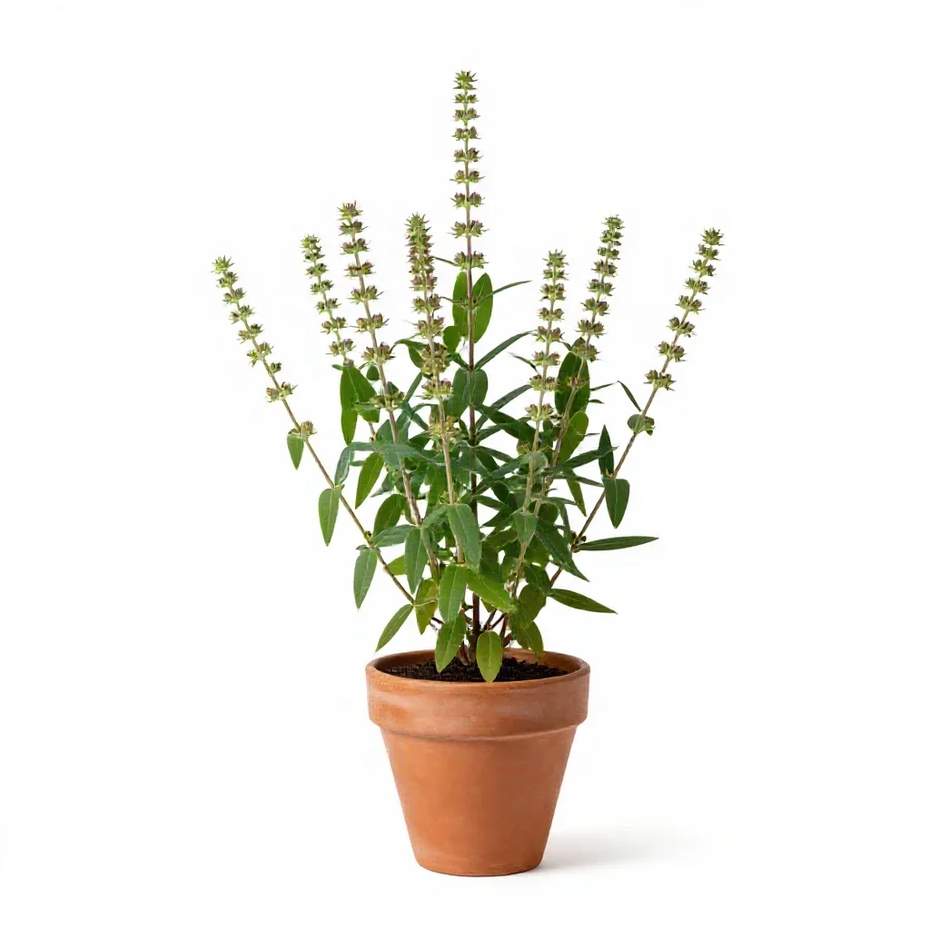 Wild indigo isolated on a white background