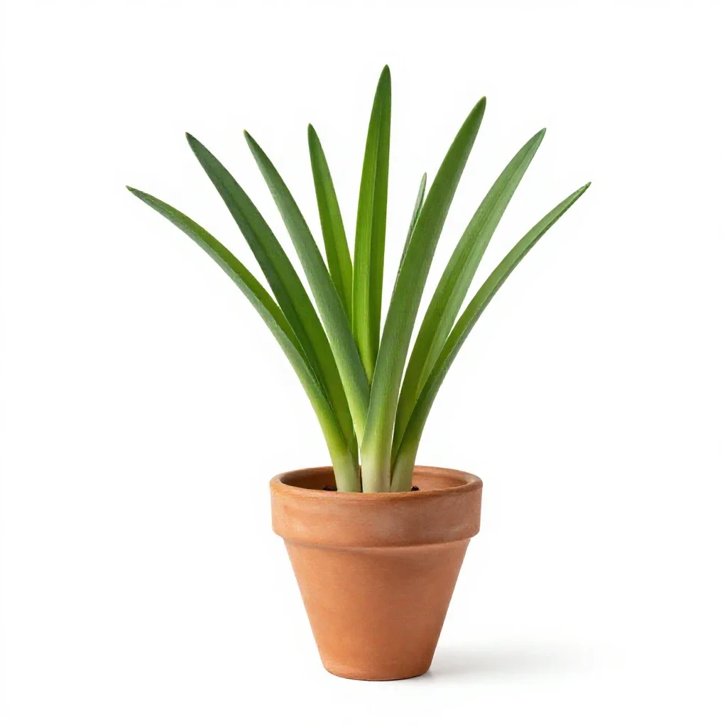 Wild leek isolated on a white background