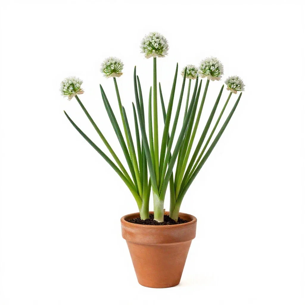 Wild onion isolated on a white background