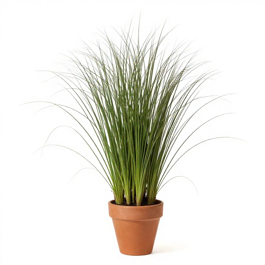 Witchgrass isolated on a white background