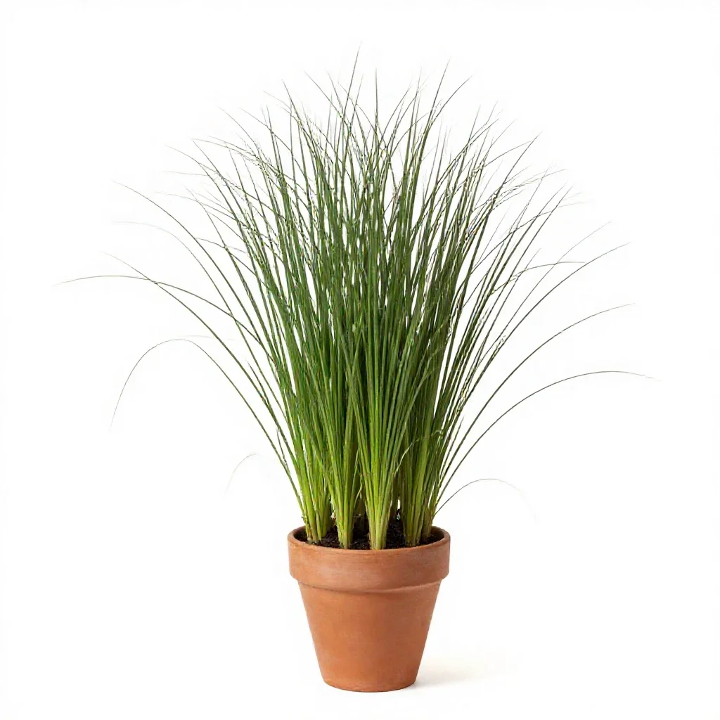 Wood meadowgrass isolated on a white background