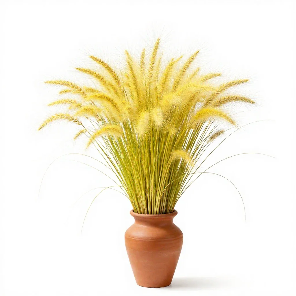Yellow bristlegrass isolated on a white background