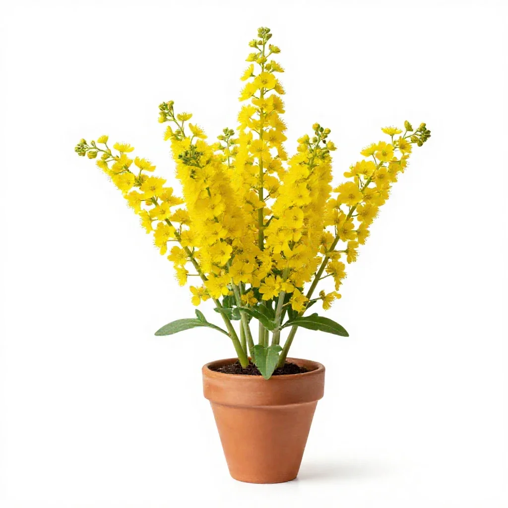 Yellow colicroot isolated on a white background